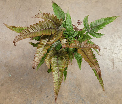 4" Fern Japanese Painted